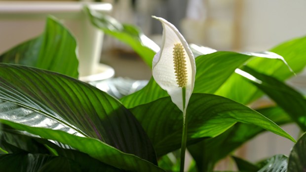 Spathiphyllum peace lily plant