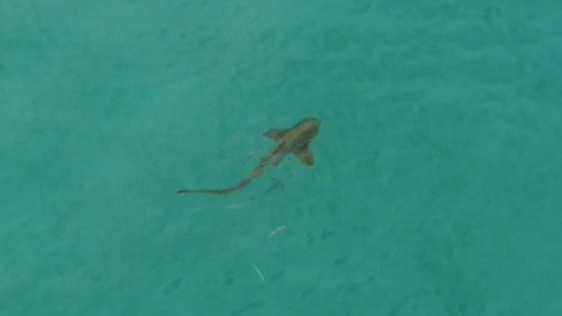 Beach-goers warned to be on the lookout for sharks as sightings are expected to increase along the gold coast