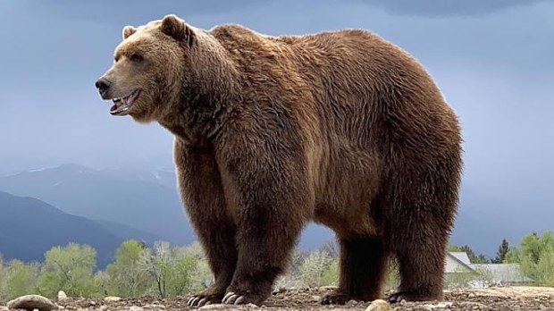 Bart the Bear