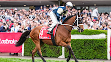 Buckaroo on the way to the barriers prior to the running of the Cox Plate.