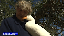 Kate Miller and her duck have become a local fixture, crossing the road at Rainbow Bay most mornings before heading to the beach.﻿