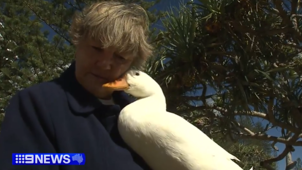 Kate Miller and her duck have become a local fixture, crossing the road at Rainbow Bay most mornings before heading to the beach.