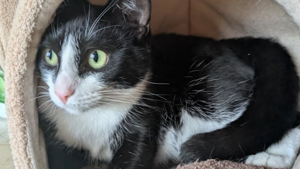 A cat from Community Helping Campbelltown Cats.