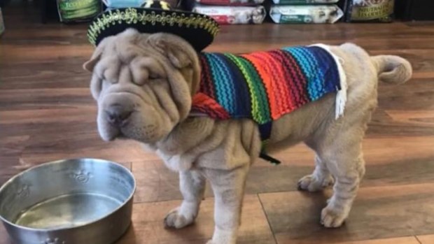 Dog wearing outfit