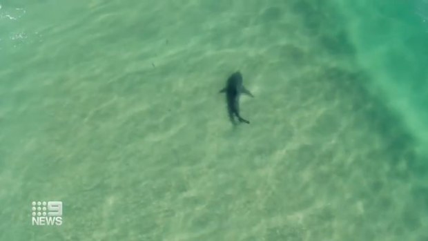Custom trauma kits able to stem huge blood loss after a shark attack plus a new fleet of drones will be rolled out along NSW coasts to keep surfers safe this summer.