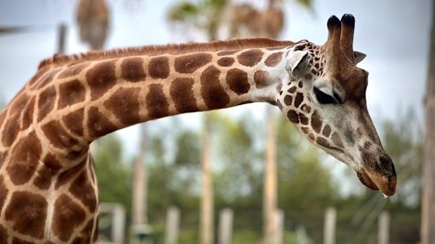 Nzuri the giraffe and her unborn calf passed away due to severe complications during labour on last Thursday night.