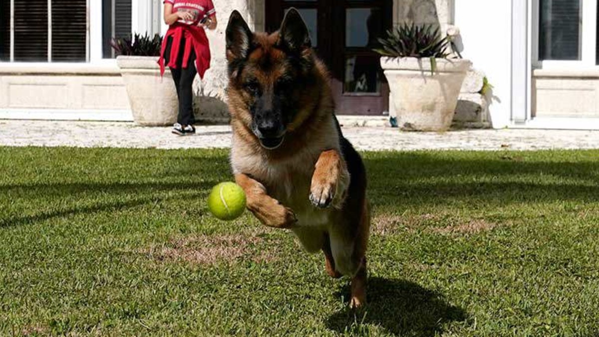 Millionaire dog Gunther VI lists Miami estate for $44 million | Nine.com.au