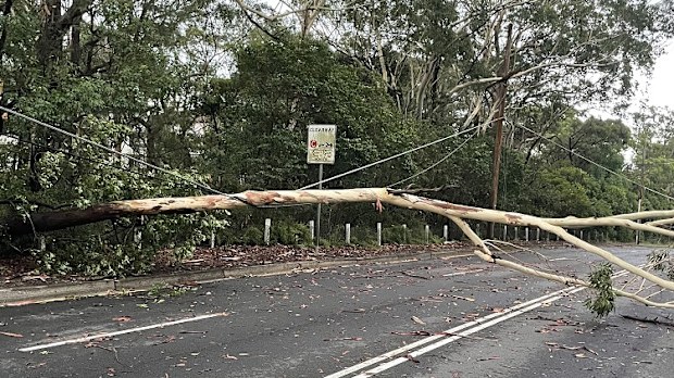 Sydney storms on January 15 have left destruction over NSW this morning. 