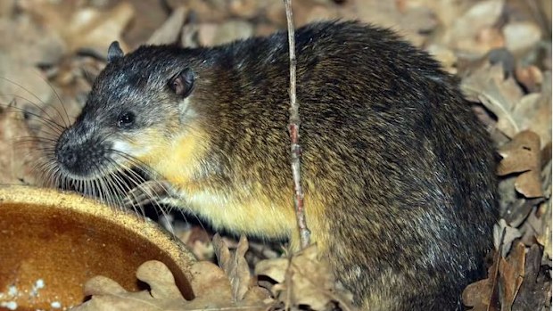 Australia's answer to the otter, the rakali, has been clever enough to figure out how to eat cane toads without getting poisoned.