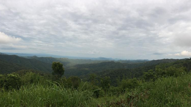 The tarantula lives in high hill forests in the northern part of Thailand, at an elevation of about 1,000 meters.