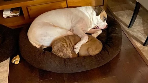 Morton's two dogs, Darla and Louis.