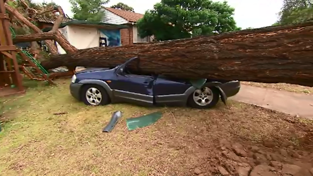 Trees were toppled and powerlines were hit in severe storms yesterday.