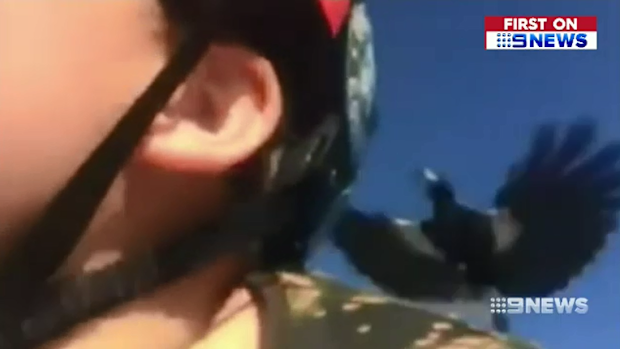 Shayd O'Meley regularly endures aggressive swooping from magpies, all caught on camera.