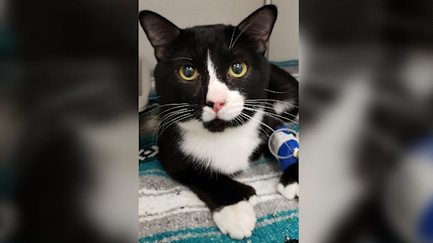 Felix the cat was lucky to survive 35 minutes in the washing machine during a full load.