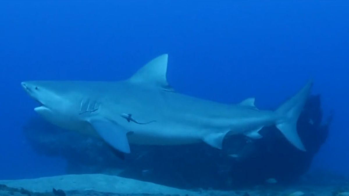 Great white sharks: Why US researchers are putting cameras on ocean ...