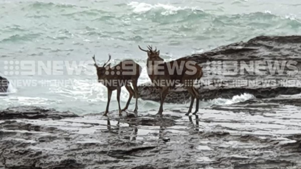 Deer rescue animals stranded on ocean rocks North Wollongong NSW news ...