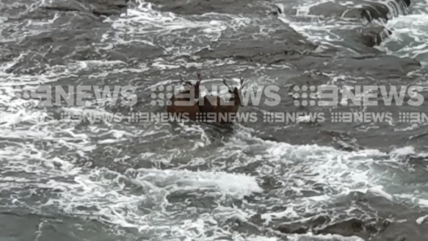 Deer rescue animals stranded on ocean rocks North Wollongong NSW news ...