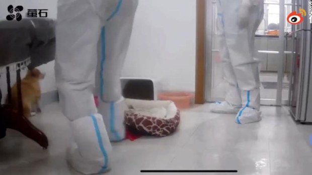 A camera caught the health workers in the apartment with the dog.