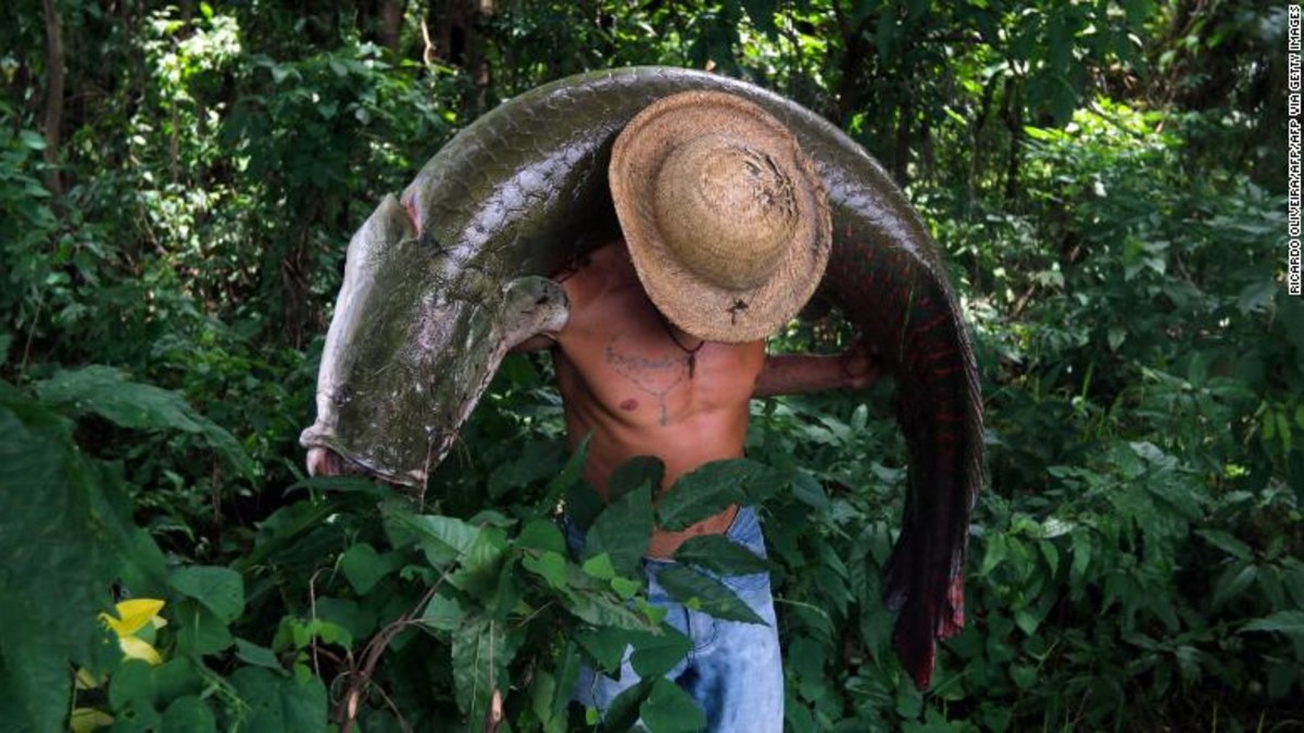 How Amazonians are saving a 200 kg 'Terminator' of the fish world ...