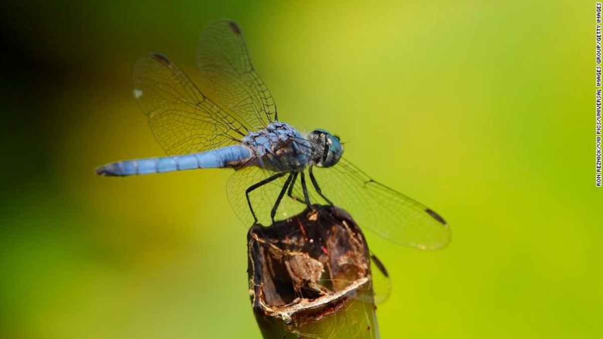 Dragonflies are losing their wing colour because of climate change ...