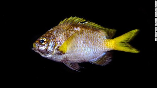 Rocha has identified around 30 new species of fish.