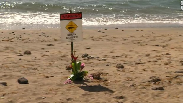 Signs warning swimmers of sharks in the area 