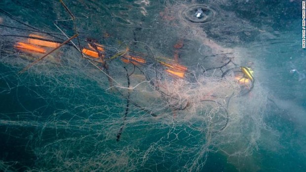 According to the World Wildlife Fund, abandoned and discarded fishing gear makes up 10% of the ocean's plastic pollution.