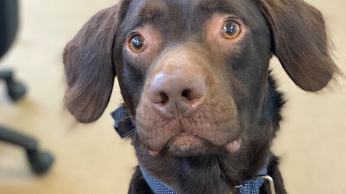 dog addicted to alcohol and cigarettes How Second-Hand Smoke Affects Your My dog is a drug
