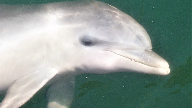 Squeak (pictured) was found dead by a member of the public on Sunday.