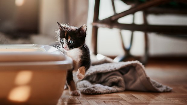 Cat standing next to litter box