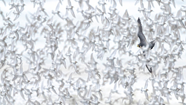 Bird category runner-up: Shorebird hunt