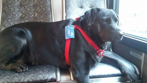 Eclipse the dog became famous in 2015 for riding the local Seattle bus alone to the park.