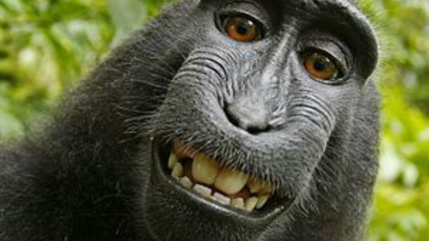 PETA heads back to court over the copyright of a selfie taken by a macaque monkey
(Supplied/Wikimedia).