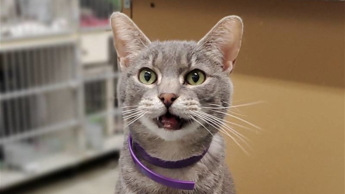 Cat adopted after nine years in Iowa, USA animal shelter | Nine.com.au