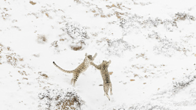 Mammal category winner: Games between siblings