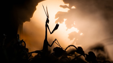 Other animals category winner: Disturbing shadow