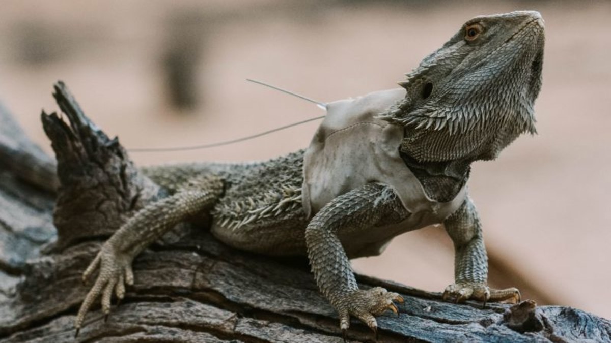 University of Melbourne lizard study: Australian researchers put tiny ...