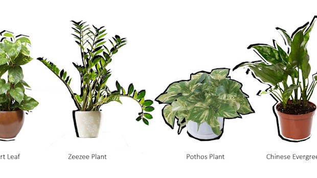 cornstalk dracaena Cornstalk Corn Plant| Easy Care Indoor Corn Plant main image 1