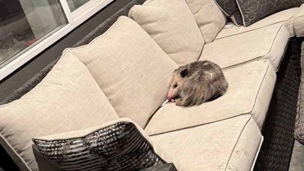 cake bandit opossum