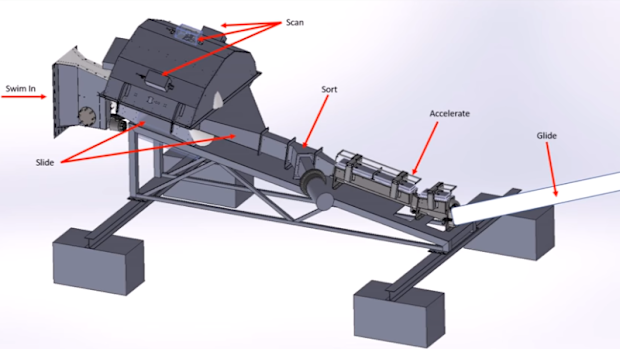 The salmon cannon was created by Whooshh Innovations a number of years ago, but has recently started to trend on social media.