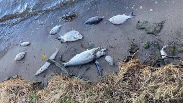Hundreds of dead fish found washed up at Lake Macquarie.