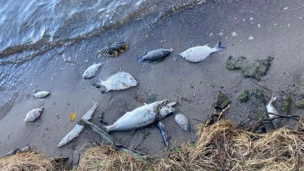 Hundreds of dead fish found washed up at Lake Macquarie.