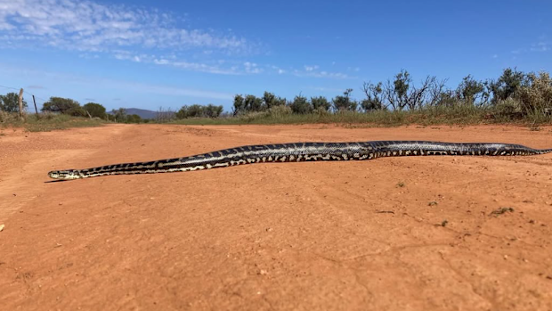 A long carpet python on a red dust track in South Australia