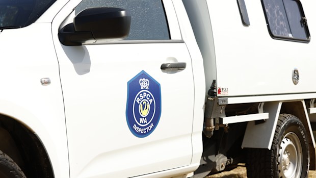 RSPCA WA, animal cruelty. 
