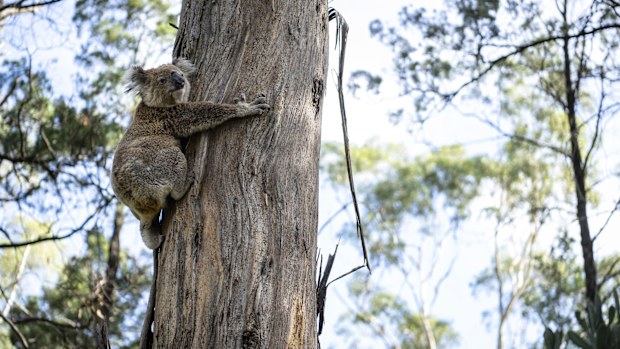 The koala is now endangered and fewer than 58,000 now remain in the wild.