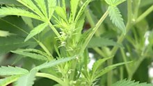 A cannabis plant being grown for medicinal purposes in a facility on the Sunshine Coast.