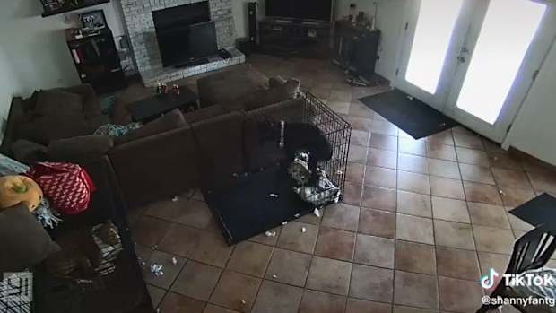 Dog barking in cage TikTok