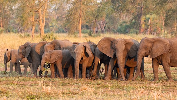 Some of the tuskless elephants in the Gorongosa National Park in Mozambique. 