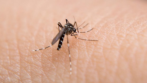 Mosquitoes, mozzies