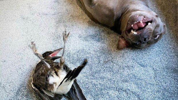 The bird, who was made famous by his friendship with a Staffy named Peggy, was voluntarily surrendered to authorities more than 45 days ago.